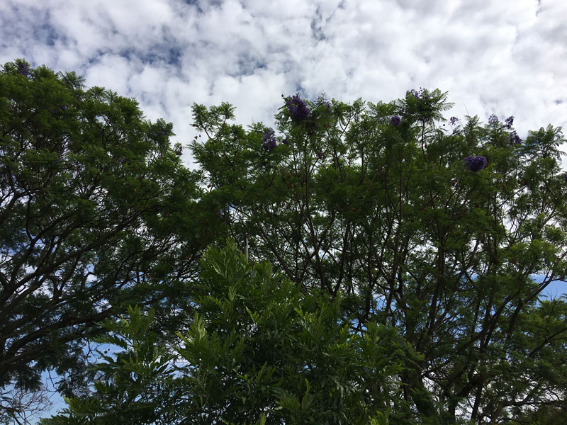 Environment of Malawi