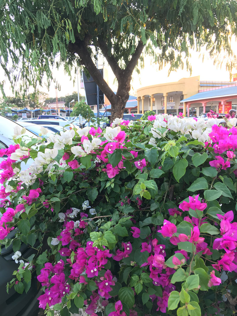 Environment of Malawi